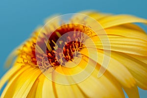 Detail of yellow calendula, flower