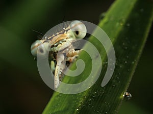 Detail of yellow dragonfly