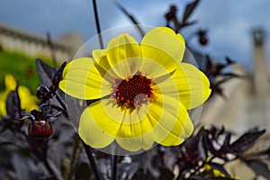 Detail of yellow flower