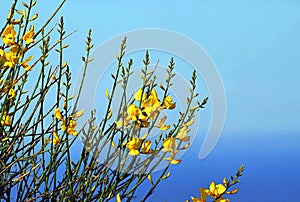 Detail of yellow flower on the blue ocean