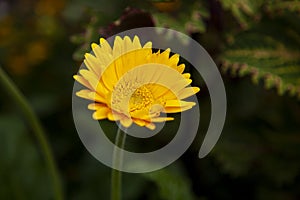 Detail of yellow flower on blured background