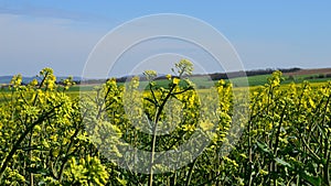 Detail of yellow flowering Rapeseed plants, latin name Brassica Napus in forefront, green grassland in background.