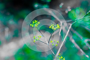 Detail of the yellow flowers of the medicinal plant of fennel, with unfocused background