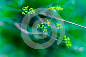 Detail of the yellow flowers of the medicinal plant of fennel, with unfocused background