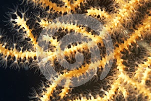 Detail of the yellow gorgonian in Adriatic Sea