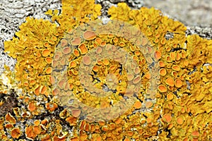 Detail of yellow lichen on tree trunk photo