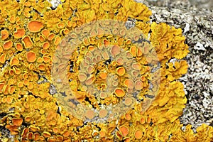 Detail of yellow lichen on tree trunk photo