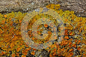 Detail of yellow lichen on tree trunk photo