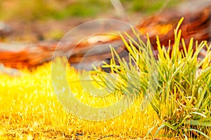 detail yellow moss and green grass