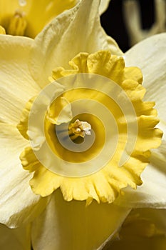 Yellow Narcissus