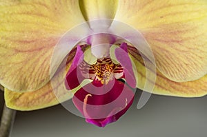 Detail of yellow Orchid flower,