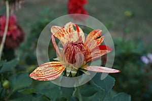 Detail of a yellow  red  dahlia  in autumn