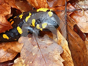 Detail of a yellow spotted salamander
