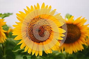 Detail yellow sunflower
