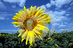 Detail of yellow sunflower blossom