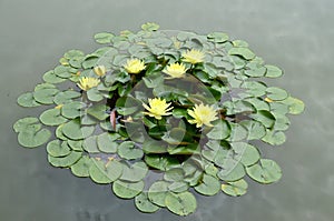 Detail of yellow Water lily with green leaves on a lake