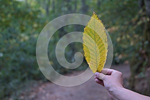 Detail of yellowish leaf held by a hand in the foreground, with a path in the background. Autumn concept, nature, plants,