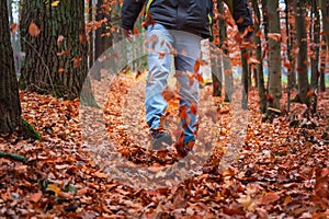 Detail of young man in jeans and jacket kicking to autumn red foliage leaves on forest foothpath. Czech landscape