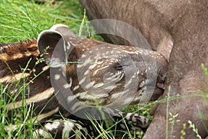 Detail young tapir suckling