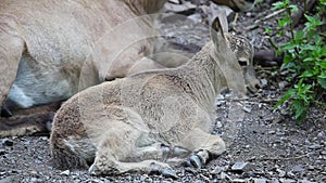 Detail of young West Caucasian Tur (Capra Caucasica)