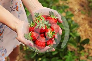 Detail on young woman hands holding freshly picked red ripe strawberries, self picking farm in background.