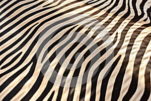 detail of zebra hide under glancing sunlight