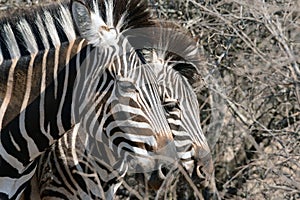 Detail of zebras in the Kruger National Park
