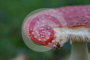 Detailed Amanita muscaria mushroom