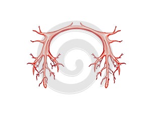 Comprehensive Illustration of the Loop of Henle Unveiling Kidney Function and Osmoregulation photo