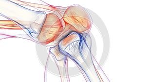 A detailed anatomical illustration of a human knee joint, showcasing muscles, tendons, and bones with transparent, layered