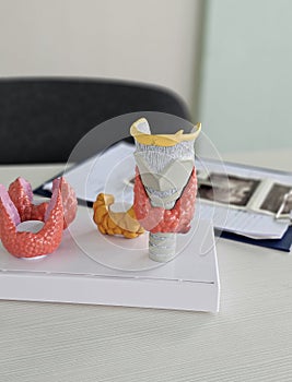 Detailed anatomical models of the human thyroid and larynx displayed