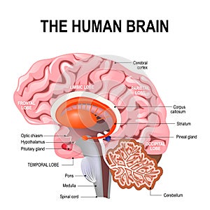 Detailed anatomy of the human brain. photo