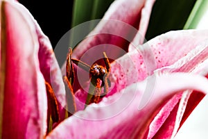 Detailed artistic macro closeup inflorescence of blooming Lily flower and stamen. Beautiful luxurious blossoms.