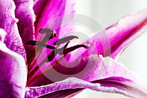 Detailed artistic macro closeup inflorescence of blooming Lily flower and stamen. Beautiful luxurious blossoms.