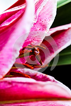 Detailed artistic macro closeup inflorescence of blooming Lily flower and stamen. Beautiful luxurious blossoms.