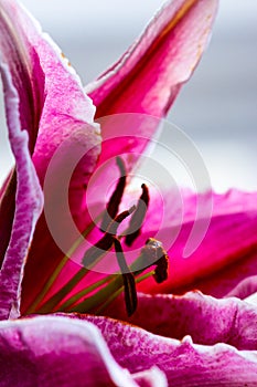 Detailed artistic macro closeup inflorescence of blooming Lily flower and stamen. Beautiful luxurious blossoms.