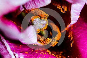 Detailed artistic macro closeup inflorescence of blooming Lily flower and stamen. Beautiful luxurious blossoms.