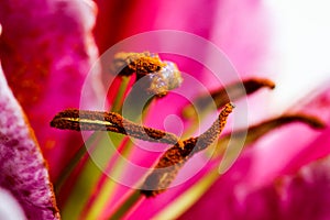 Detailed artistic macro closeup inflorescence of blooming Lily flower and stamen. Beautiful luxurious blossoms.