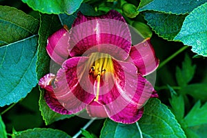 Detailed artistic macro closeup inflorescence of gorgeous blooming Lily flower and stamen.