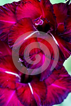 Detailed artistic macro closeup inflorescence of gorgeous blooming Sword Lily or Gladioli flower and stamen.