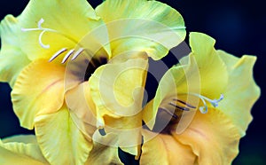 Detailed artistic macro closeup inflorescence of gorgeous blooming Sword Lily or Gladioli flower and stamen.