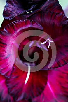 Detailed artistic macro closeup inflorescence of gorgeous blooming Sword Lily or Gladioli flower and stamen.