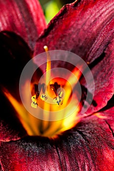 Detailed artistic macro closeup middle of gorgeous blooming Lily flower, its stamen.