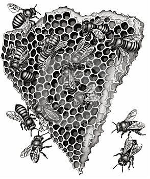 Detailed artwork of a honeycomb teeming with bees against a white background, perfect for educational or naturethemed photo