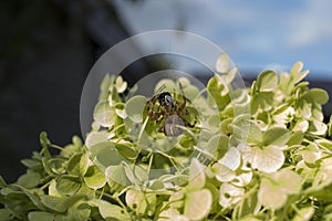 Detailed backyard up-close micro spider devouring little critter