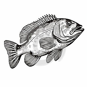 Detailed Bass Fish Print Design: Blackline Illustration In Marine Style