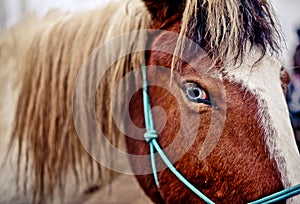 A detailed and beautiful closeup of a horse blue eye