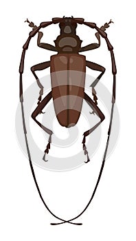Detailed beetle barbel, top view. Vector illustration