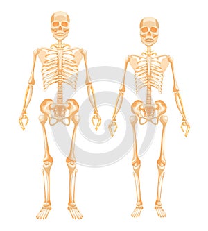 Detailed biological system of the human body in full growth.