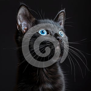 Detailed black cat with blue eyes on black background, shot with sony a1, 85mm f8 photo